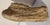 Large Petrified Wood Log For Sale - Image 4 of 13