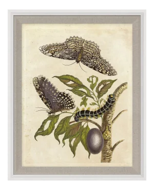 Merian Butterfly 8, Framed Artwork