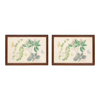Pair of Vintage Framed Botanical & Entomological Illustration Prints For Sale