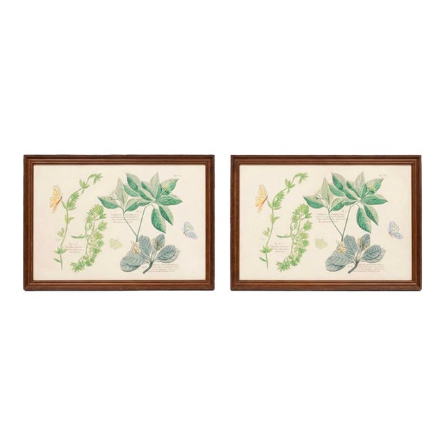 Pair of Vintage Framed Botanical & Entomological Illustration Prints For Sale