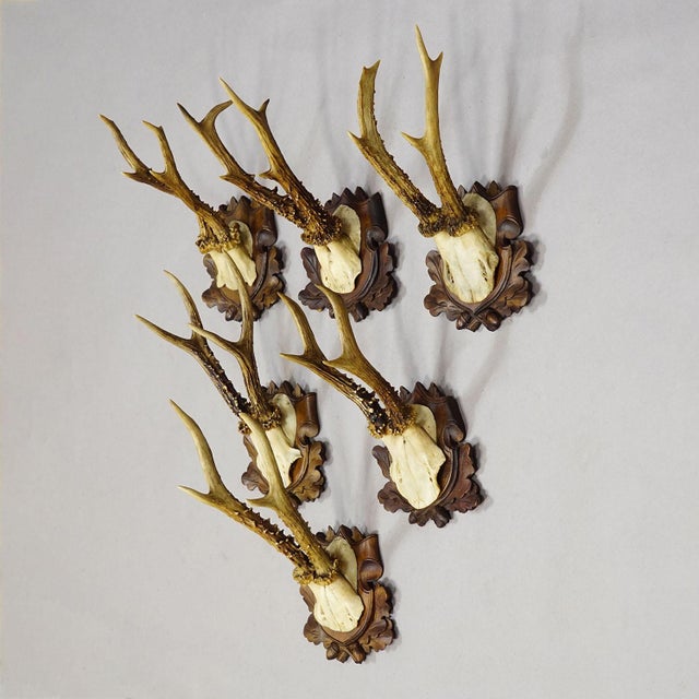 Antique Collection of Six Roe Deer Trophies, Germany Ca. 1890s / 1900s For Sale - Image 4 of 10