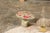 Set of Three American Midcentury Painted Concrete Mushroom Garden Ornaments For Sale - Image 10 of 12