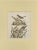 Antique bird print illustrating nightingale species. This print originates from 'Picture book for children, picture book...