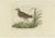 Early 19th Century Sepp & Nozeman, Bird Illustration of the Spotted Crake, 1809, Print For Sale - Image 5 of 5