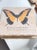 1990s Vintage Late 20th Century Italian Marble Coasters With Butterfly and Botanical Illustrations - Set of 5 For Sale - Image 5 of 9