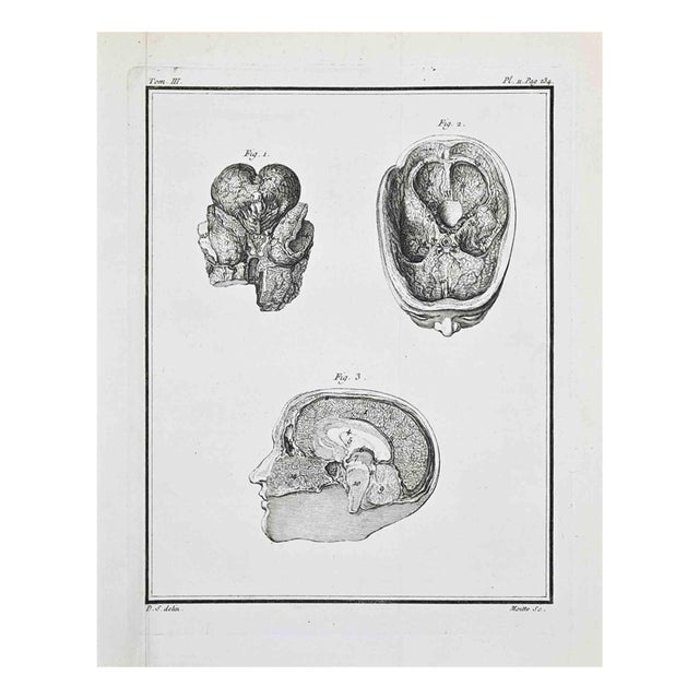 Jacques Baron, Anatomical Studies, Human Brain, Etching, 1771 For Sale