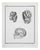 Jacques Baron, Anatomical Studies, Human Brain, Etching, 1771 For Sale