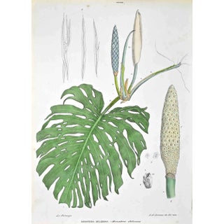 Vincenzo Tenore, The Araceae, Lithograph, 1870s For Sale