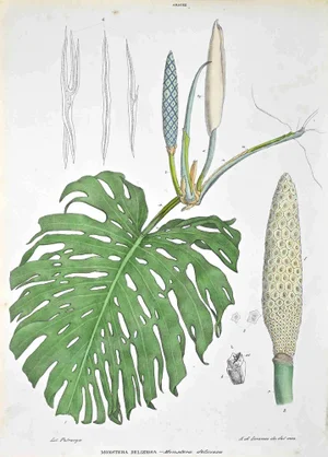 Vincenzo Tenore, The Araceae, Lithograph, 1870s