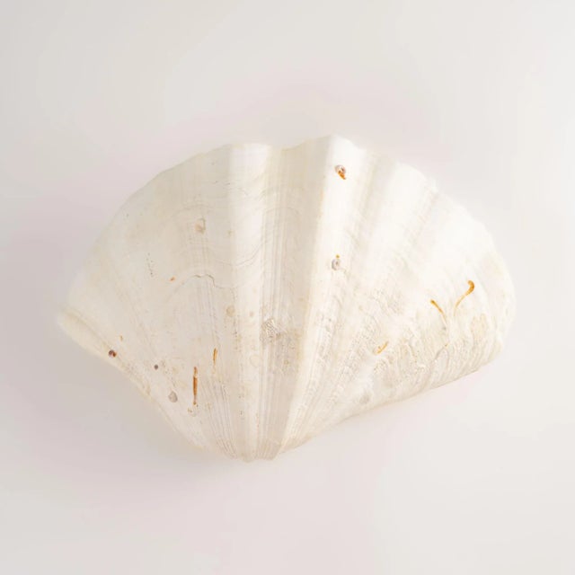 Large Sea Shell Vessel For Sale - Image 12 of 12