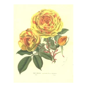 Mid-1800s Antique Botanical Chromolithograph-Rose-Horto Van Houtten, Matted