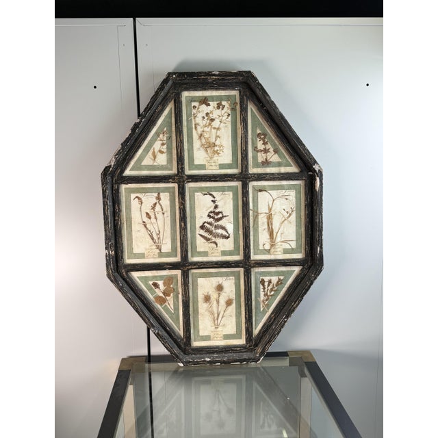 Wood Vintage Herbarium, Florence, 1941 For Sale - Image 7 of 10