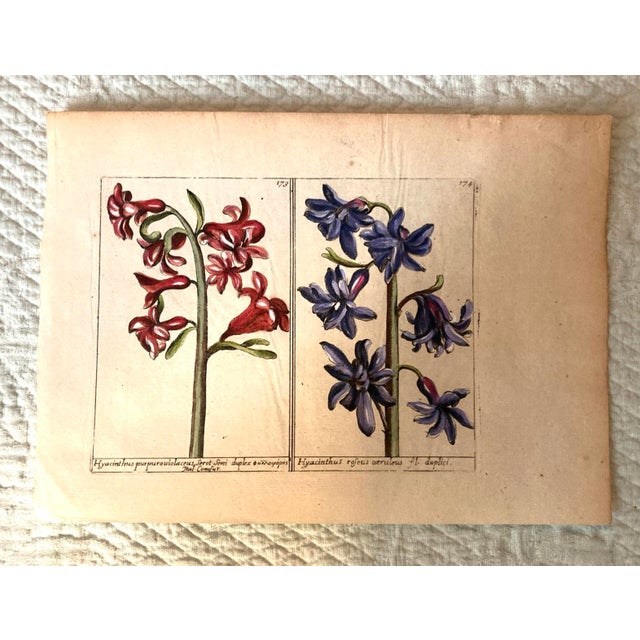 Green Authentic Charming Set of Seven 19th Century Hand Colored Botanical Flower Prints on Paper For Sale - Image 8 of 9