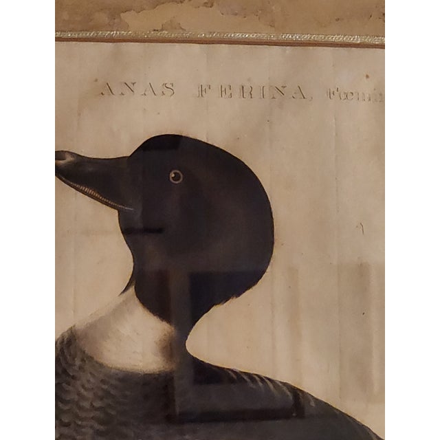 Wood 18th Century Set of Three Duck Engraving Prints From the Nederlandsche Vogelen (Dutch Birds) For Sale - Image 7 of 12