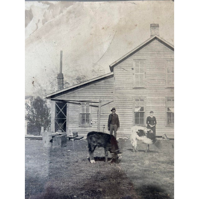 Tan Antique Framed Homestead Tintype Portrait With Cows, Circa Last Quarter 19th Century For Sale - Image 8 of 12