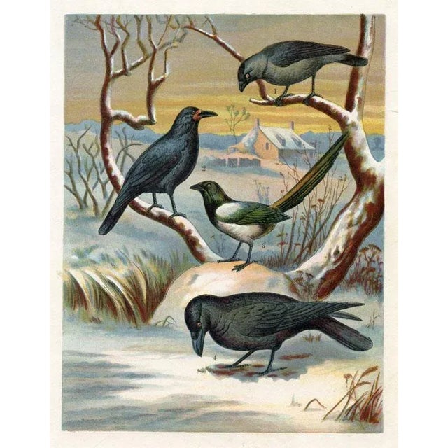 Illustration 1886, Raven Print, Original Antique Bird Lithograph For Sale - Image 3 of 3