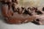 Asian Artist, Asian Scene, 1800s, Paint, Framed For Sale - Image 9 of 16