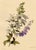 Paper E.B.R., White & Purple Bellflowers (Campanula), 1800s, Watercolour For Sale - Image 7 of 7