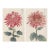 Ruby Petals Diptych – Vintage Japanese Botanical Prints (Set of 2), 12" X 18" For Sale