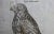 Bird of Prey: A 16th/17th Century Hand-Colored Engraving by Aldrovandi, 1599 For Sale In San Francisco - Image 6 of 6