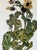 Egon Schiele (1890-1918), Sunflowers, 1917, Printed in Italy For Sale - Image 10 of 12