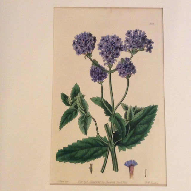 Transitional Early 19th Century Hand Colored Botanical Prints by Ridgeway - a Pair For Sale - Image 3 of 10
