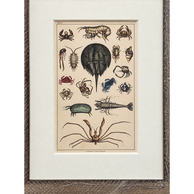 Illustration Horseshoe Crab, Shrimp and Crab Variety | Marine Life Arthropods | Original Lithograph by Fullarton, 1847 For Sale - Image 3 of 7
