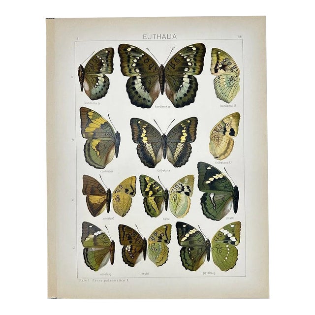 Antique Adalbert Seitz Butterfly Chromolithograph Print – Euthalia (C. 1909–1915) For Sale