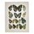Antique Adalbert Seitz Butterfly Chromolithograph Print – Euthalia (C. 1909–1915) For Sale
