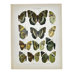 Antique Adalbert Seitz Butterfly Chromolithograph Print – Euthalia (C. 1909–1915)