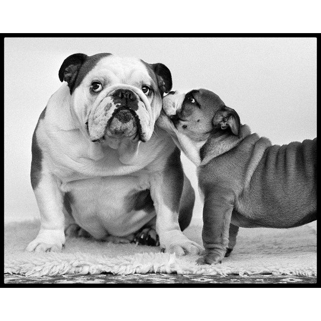 Arthur Steel: Careless Whispers, Limited Edition Photograph 44 X 36” For Sale