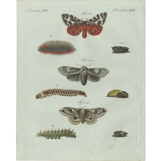 Bertuch, Three Moths and Metamorphosis, 1800, Engraving For Sale