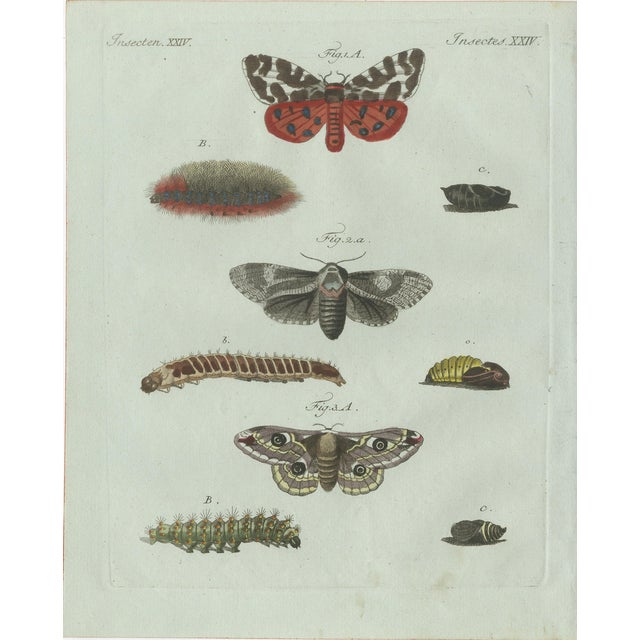 Bertuch, Three Moths and Metamorphosis, 1800, Engraving For Sale