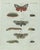 Bertuch, Three Moths and Metamorphosis, 1800, Engraving For Sale