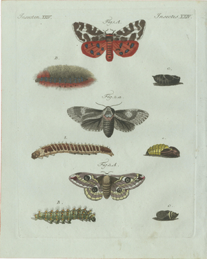 Bertuch, Three Moths and Metamorphosis, 1800, Engraving