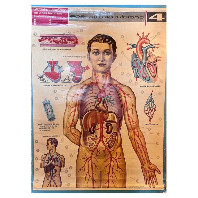 Human Body Circulatory System Poster, 1964 For Sale - Image 10 of 10