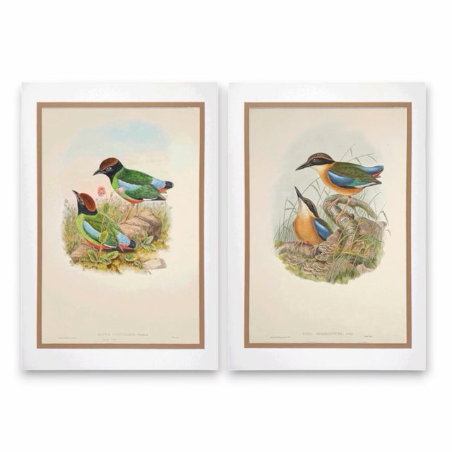 Green 19th Century Rare Gould Pattern Pair | Hand-Colored Pitta Lithographs From John Gould’s Birds of Asia - Set of 2 For Sale - Image 8 of 13