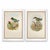 Green 19th Century Rare Gould Pattern Pair | Hand-Colored Pitta Lithographs From John Gould’s Birds of Asia - Set of 2 For Sale - Image 8 of 13