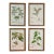 Set of Four Botanical Engravings, London, 1774 Miller For Sale