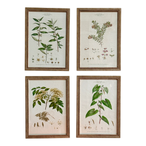 Set of Four Botanical Engravings, London, 1774 Miller