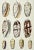 Rare Antique Hand Colored Print of Olive Sea Shells by F. H. Martini Circa 1850 For Sale - Image 4 of 7