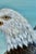 1980s American Bald Eagle Framed Animal Art, Oil on Canvas Lynn Chase Signed 1980 For Sale - Image 5 of 15