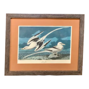 Vintage 1960s Chromolithograph Print of John James Audubon’s Octavo Plate 262, Framed