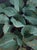 Hosta Party presents a vibrant arrangement of lush green hosta leaves, capturing their rich textures and subtle variations...