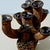 Burnt Umber An Anamorphic 1970s Unsigned Brutalist Clay Sculpted Earth-Tone Menorah 9 Stick Candelabra For Sale - Image 8 of 8