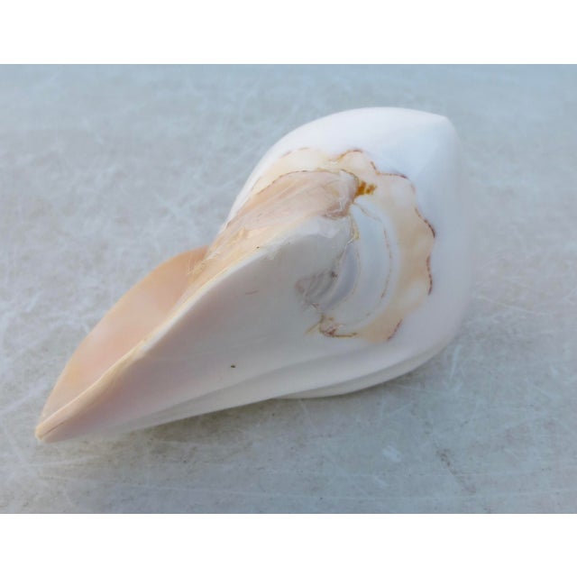 Shell Conch Shell Redo Sculpture For Sale - Image 7 of 7