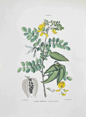 Vincenzo Tenore, The Sena Nostrale, Lithograph, 1870s
