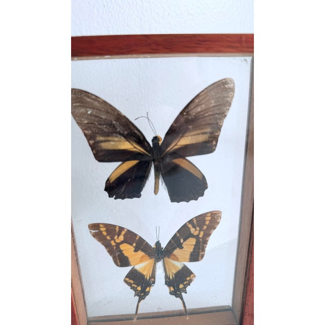 Vintage Mid-Century Framed Buttefrly Specimen Art, 1960s For Sale - Image 4 of 6