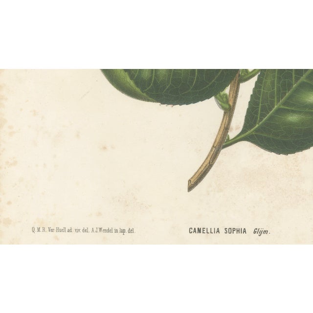 Paper Camellia Sophia De Vriese, Botanical Lithograph, 1856, Lithograph on Paper For Sale - Image 7 of 9