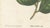 Paper Camellia Sophia De Vriese, Botanical Lithograph, 1856, Lithograph on Paper For Sale - Image 7 of 9
